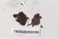 藏品(濕地苔屬)的圖片